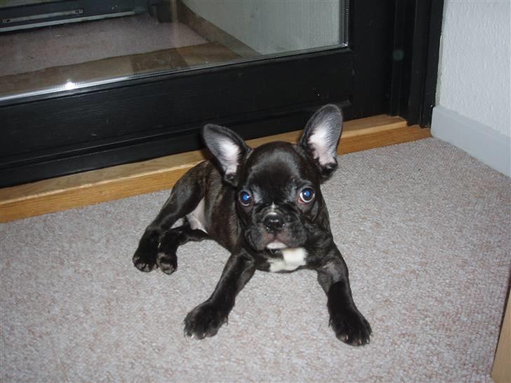 Fransk bulldog Tyson billede 1