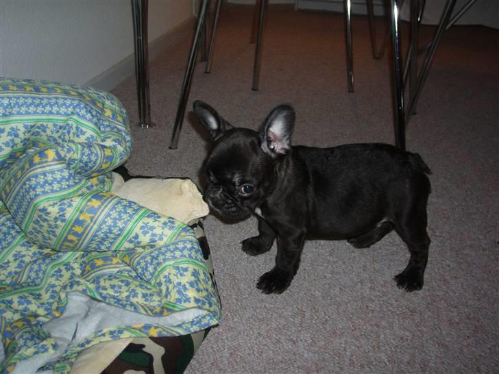 Fransk bulldog Tyson billede 2