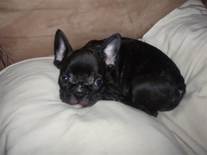 Fransk bulldog Tyson billede 3