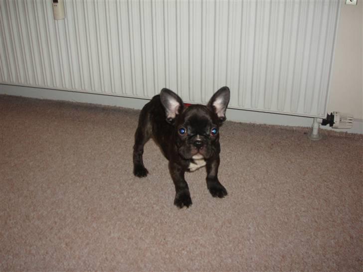 Fransk bulldog Tyson billede 4