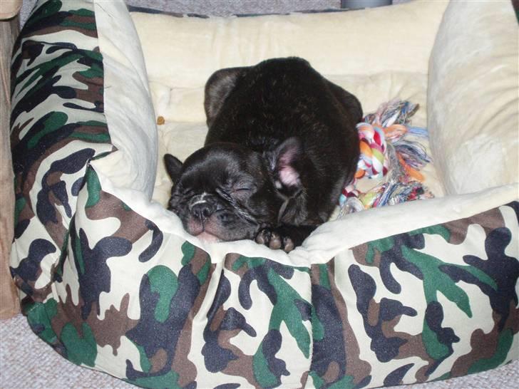 Fransk bulldog Tyson billede 5