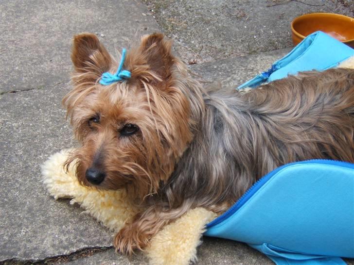 Australsk terrier Emma Himmelhund - Min smukke lille pige, vi kaldte hende Emma Evigglad billede 1