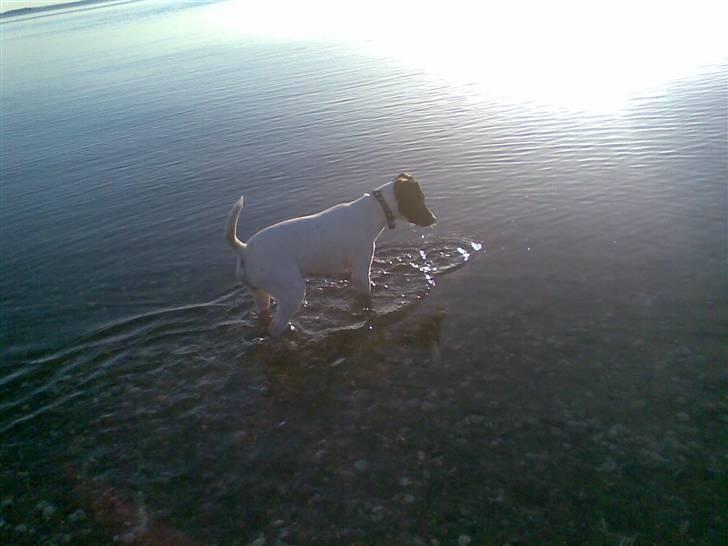 Dansk svensk gaardhund **Hundsen** - Hundsen i den store farlige Limfjord!! billede 1