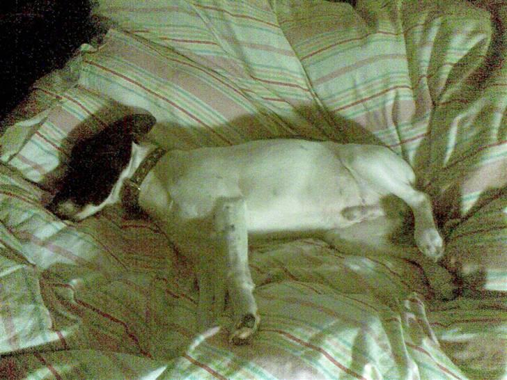 Dansk svensk gaardhund **Hundsen** - Man putter godt i mors og fars seng! billede 2