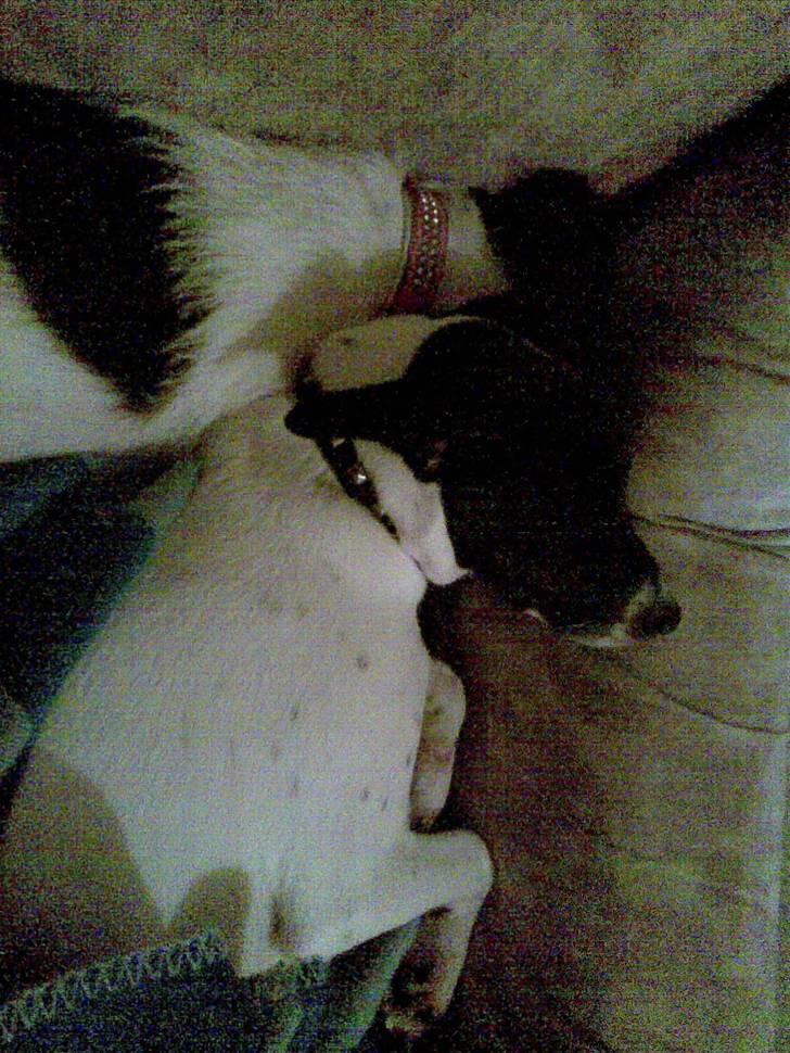 Dansk svensk gaardhund **Hundsen** - Hundsen og Totte tar sig en lur. billede 3