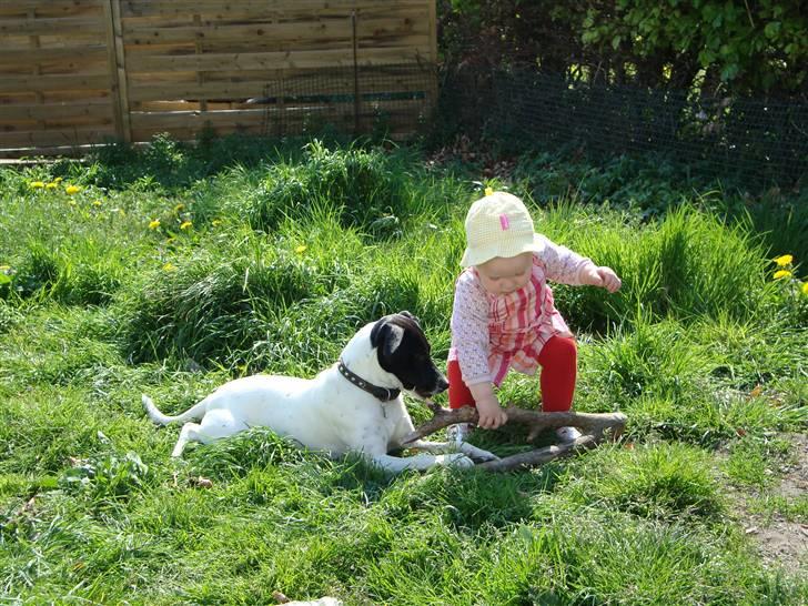 Dansk svensk gaardhund **Hundsen** - Liv og Hundsen leger i haven. billede 4