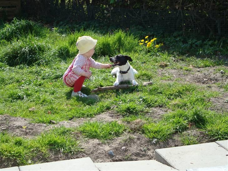 Dansk svensk gaardhund **Hundsen** billede 5