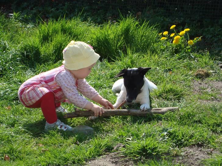 Dansk svensk gaardhund **Hundsen** billede 6