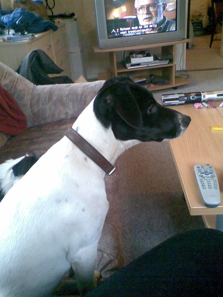 Dansk svensk gaardhund **Hundsen** - Hundsen da han lige var flyttet ind hos os. billede 7