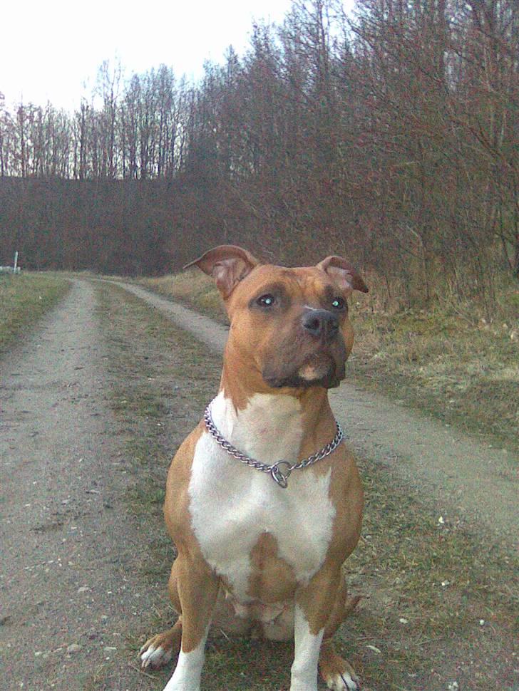 Amerikansk staffordshire terrier Amanda *Bobby sue* - Amanda har fået øje på nogle heste ude i hedeland meget meget spændne billede 3