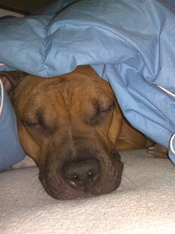 Amerikansk staffordshire terrier Amanda *Bobby sue* - Godnat billede 4