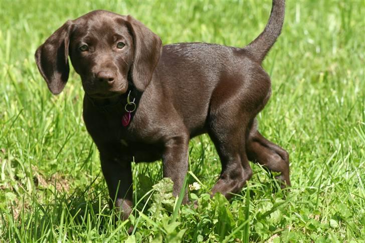 Blanding af racer Nelli billede 1