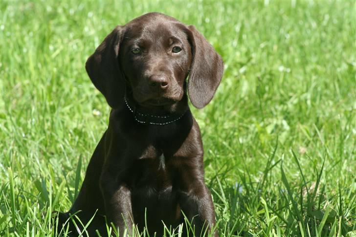 Blanding af racer Nelli billede 2