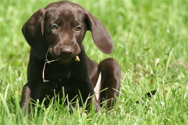 Blanding af racer Nelli - Nelli igang med en skovsnegl : / billede 3