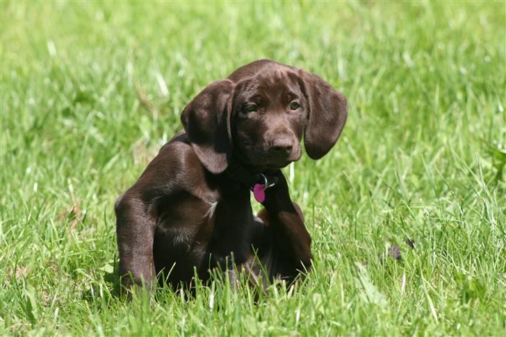 Blanding af racer Nelli billede 4