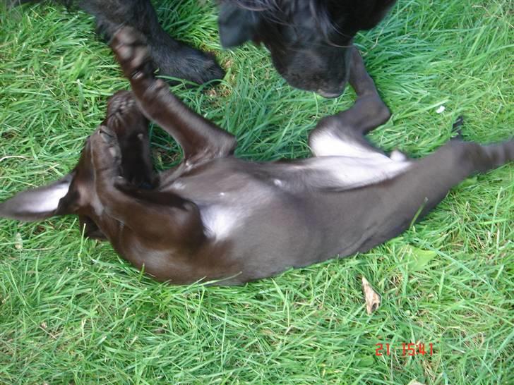 Blanding af racer Nelli billede 5