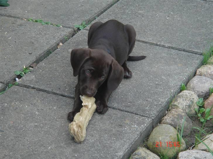 Blanding af racer Nelli billede 6