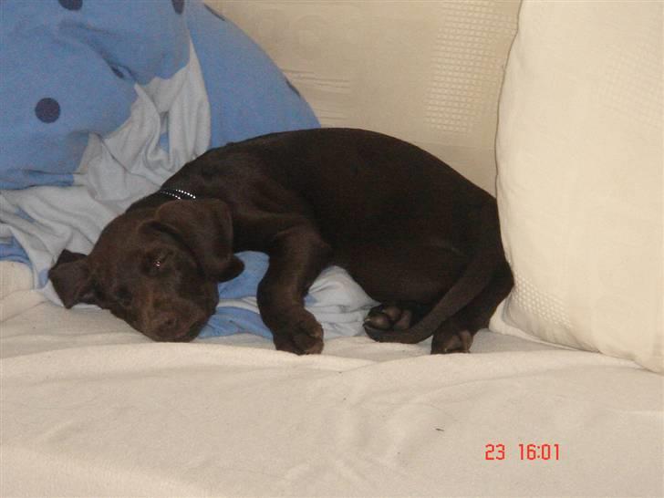 Blanding af racer Nelli - Nelli putter i sofaen billede 7