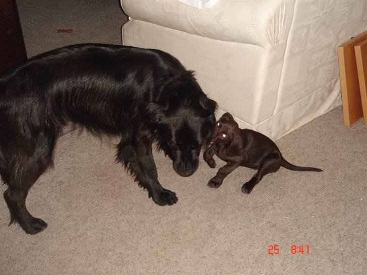 Blanding af racer Nelli - Leger med Tavo der var noget større end hende dengang billede 8