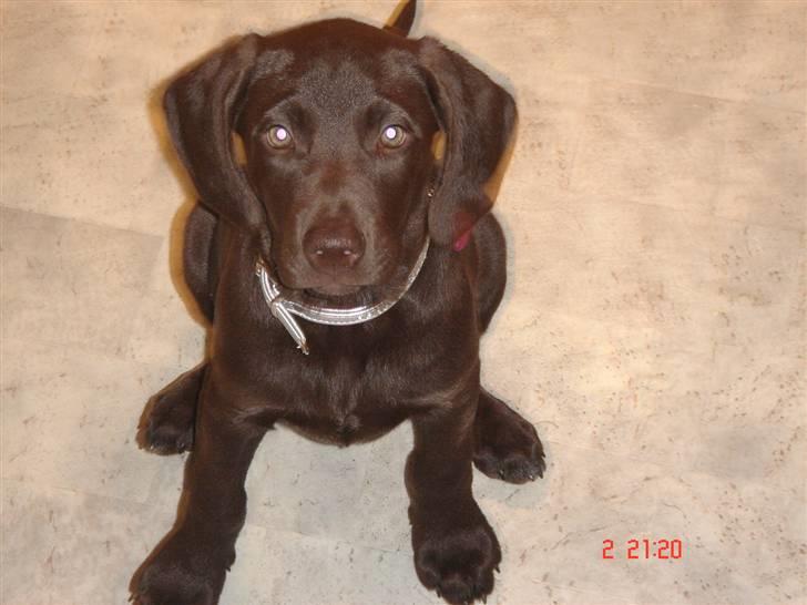 Blanding af racer Nelli billede 9