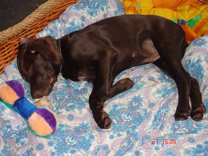 Blanding af racer Nelli billede 10