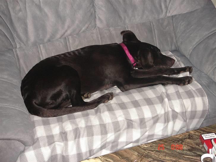 Blanding af racer Nelli billede 11