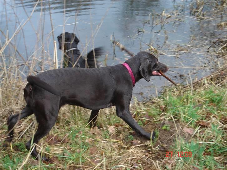 Blanding af racer Nelli billede 12