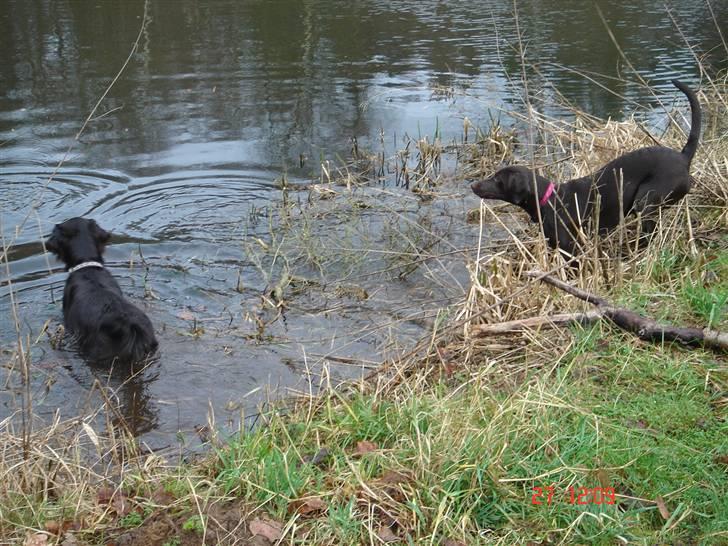 Blanding af racer Nelli billede 13