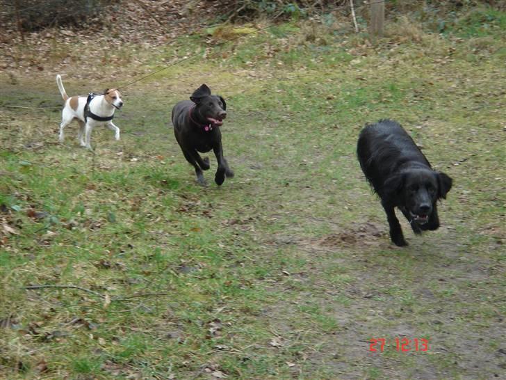 Blanding af racer Nelli billede 14