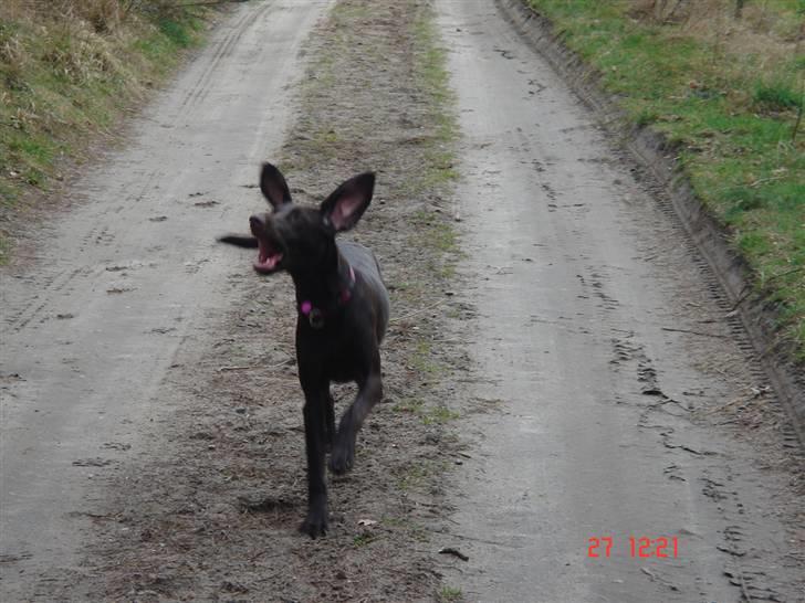 Blanding af racer Nelli billede 15