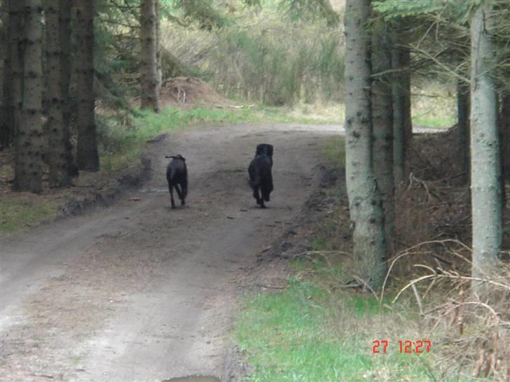 Blanding af racer Nelli billede 16