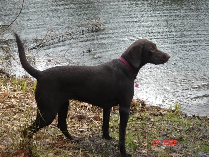 Blanding af racer Nelli billede 17