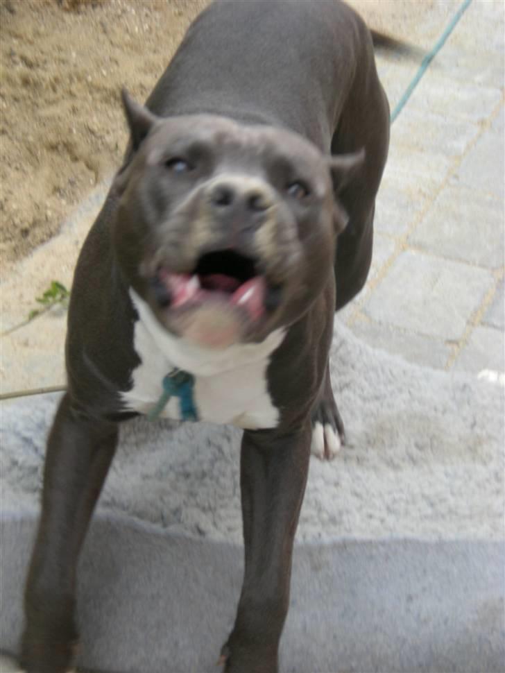 Amerikansk staffordshire terrier ALFA billede 7