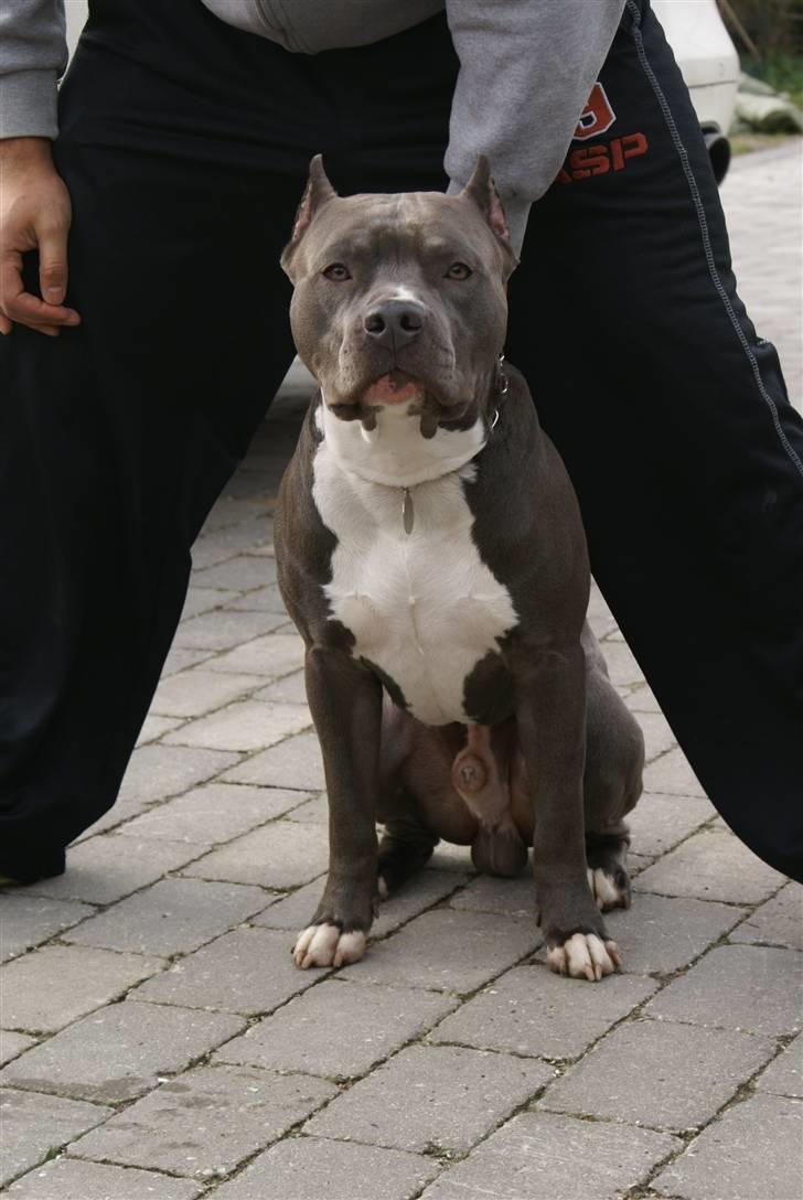 Amerikansk staffordshire terrier ALFA billede 8