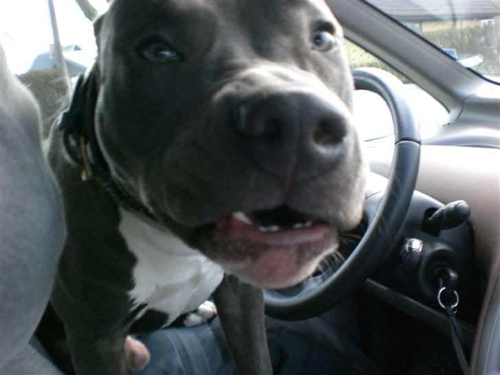 Amerikansk staffordshire terrier ALFA billede 9