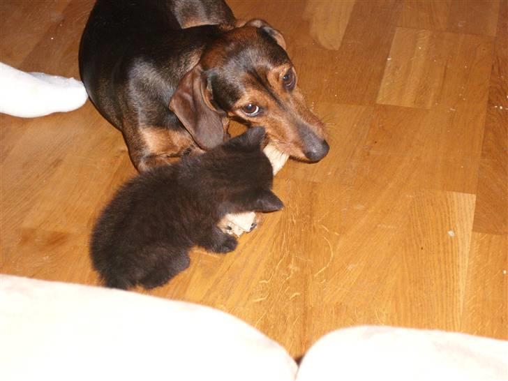 Gravhund Bimmer - så der en der lige er vågnet billede 1