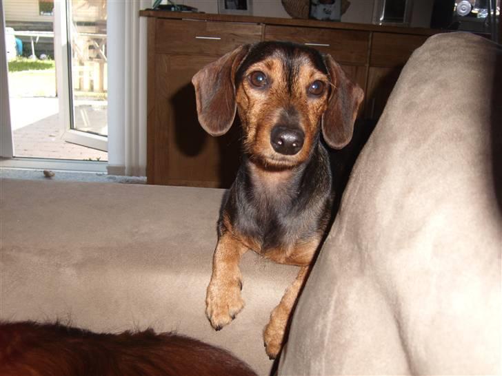 Gravhund Bimmer - har lige fået nyt nattøj så det sku lige prøves : ) billede 2