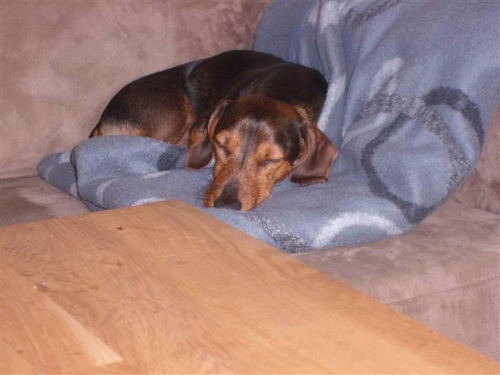 Gravhund Bimmer - så der en der vil lege billede 3