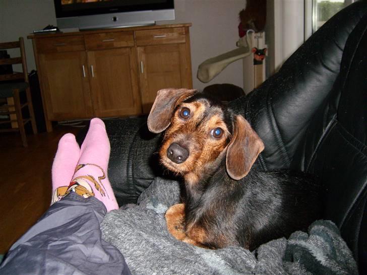 Gravhund Bimmer - måske lidt nysgerrig billede 4