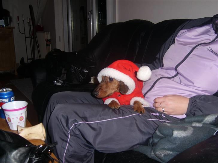 Gravhund Bimmer - så de jul 07 billede 5