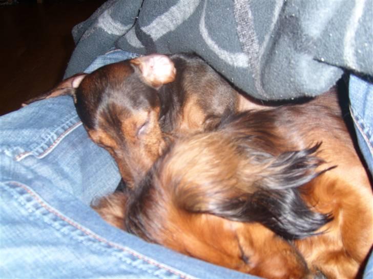 Gravhund Bimmer - som de sover de 2 billede 7