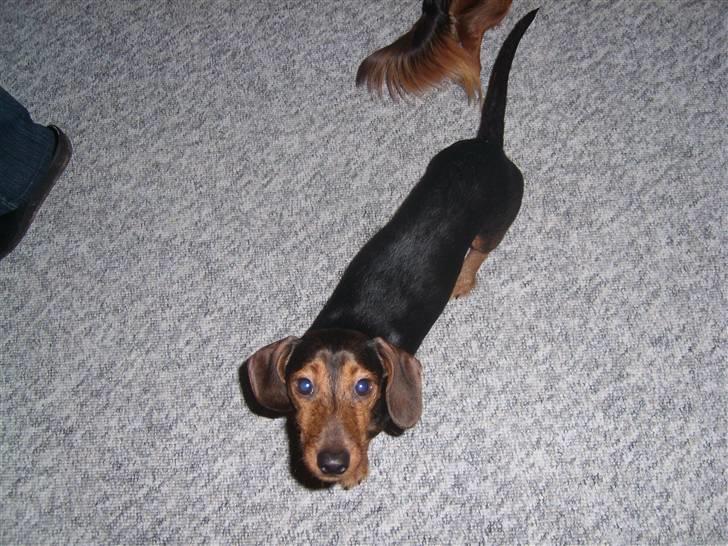 Gravhund Bimmer - klar til leg billede 8