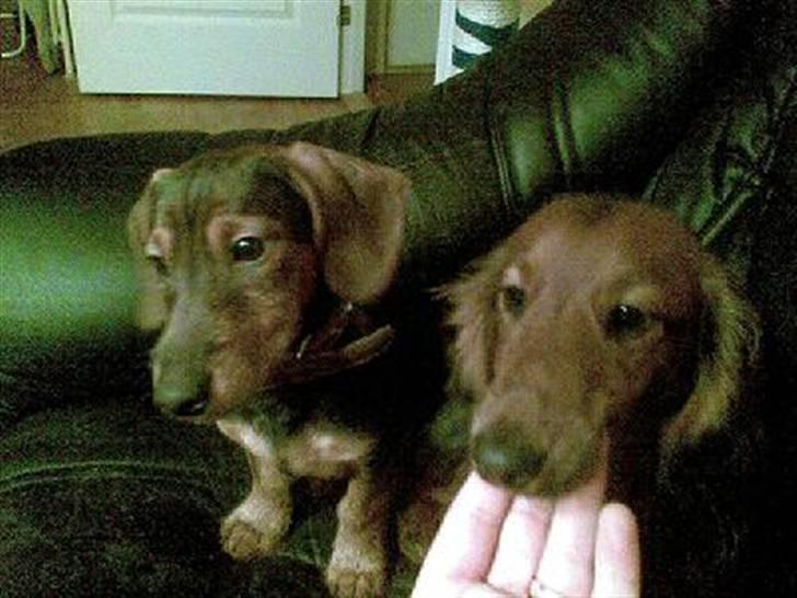 Gravhund Bimmer - er lidt trætte billede 9