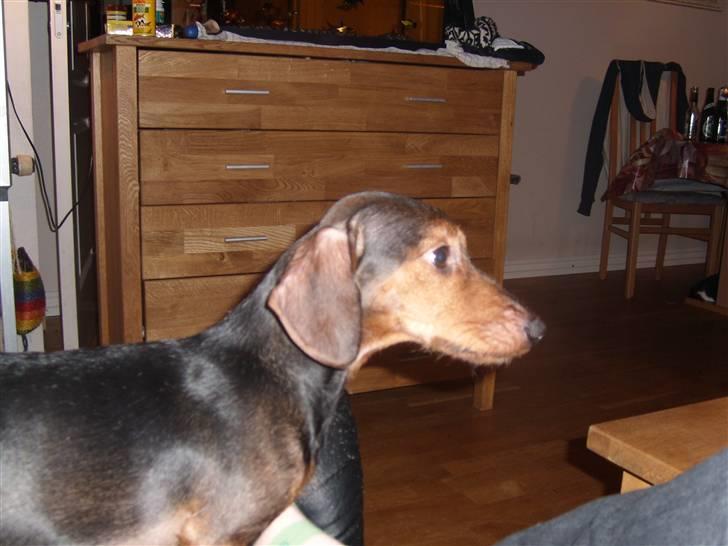 Gravhund Bimmer - har du noget jeg lige sku smage : ) billede 10