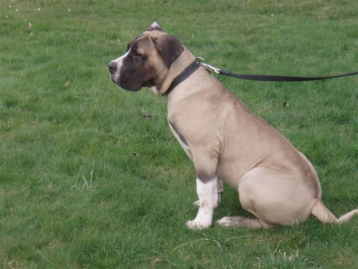 Boerboel Baloo "Abelle`s Atilla" - Baloo 22 uger.. billede 13