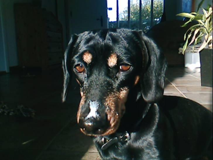 Gravhund Maxi (R.I.P) billede 1