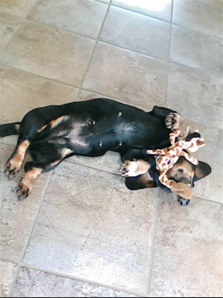 Gravhund Maxi (R.I.P) billede 2