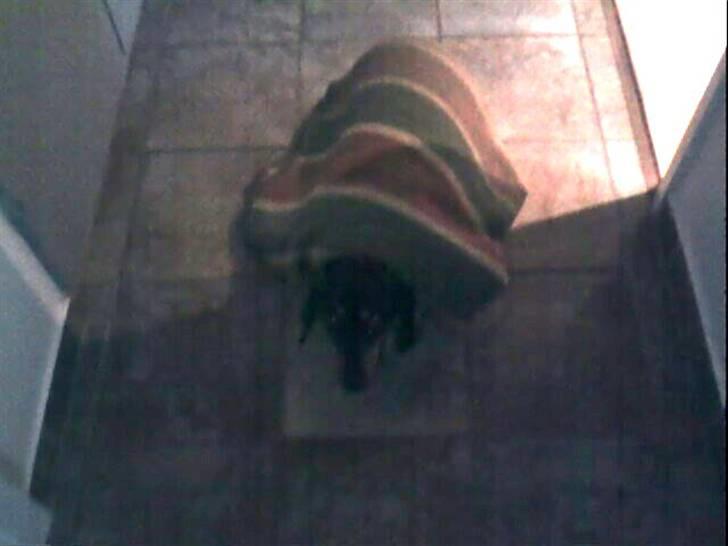 Gravhund Maxi (R.I.P) billede 3