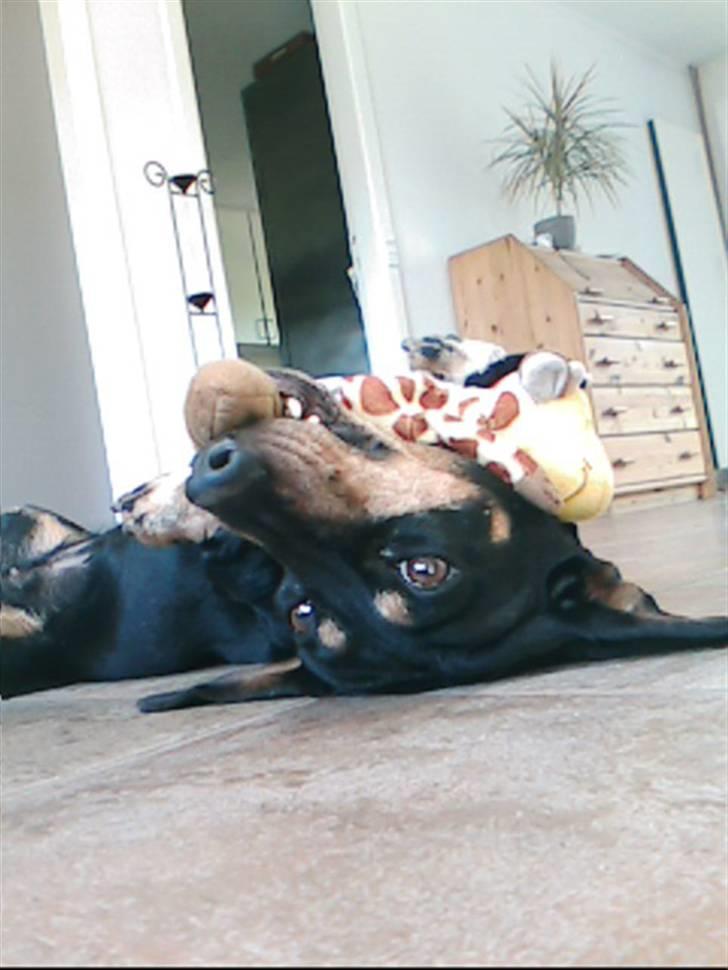 Gravhund Maxi (R.I.P) billede 4