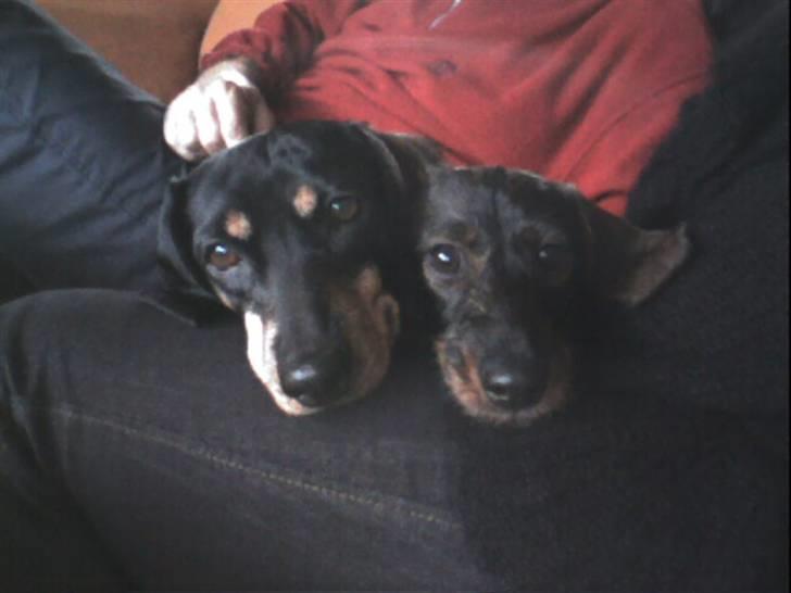 Gravhund Maxi (R.I.P) billede 5